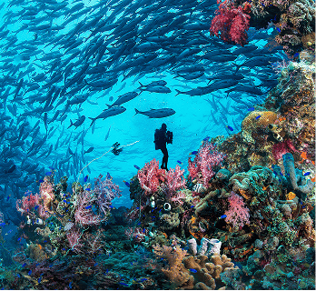 Chuuk Lagoon Micronesia 2026 - Deposit