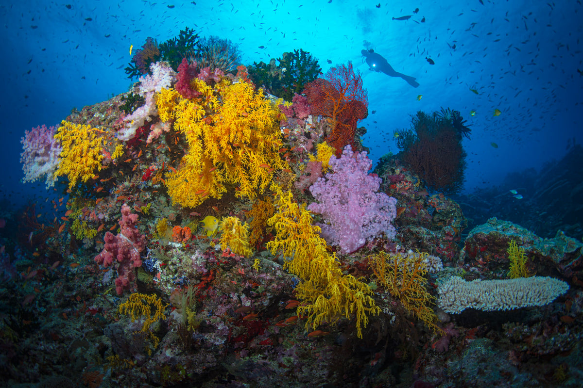 Fiji Dive Trip Deposit: Volivoli Beach Resort Dec 2027