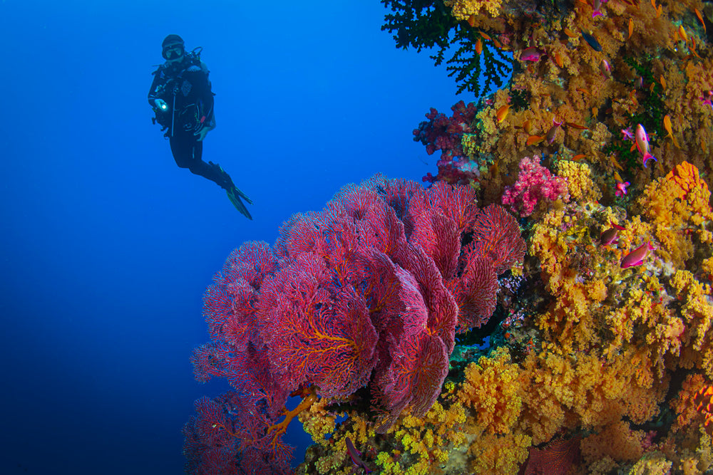 Fiji Dive Trip Deposit: Volivoli Beach Resort Dec 2027