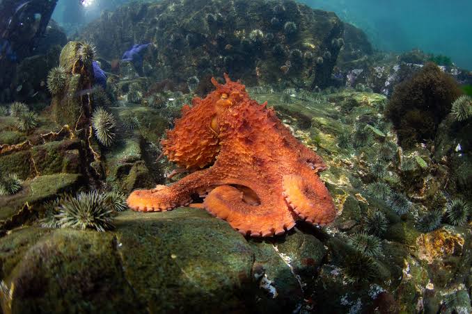 Campbell River, BC 2026