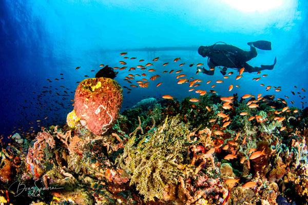 The Visayas Islands: The Philippines Liveaboard  - Deposit