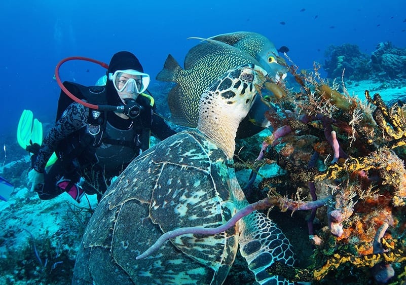 Tropical Diving