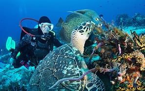 We organize scuba travel to tropical destinations.